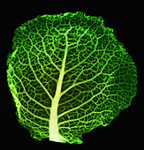 X-ray of Cabbage Leaf