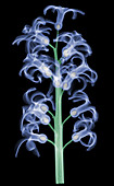 X-Ray of Hyacinth