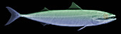 X-ray of an Atlantic Mackerel