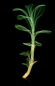 Xray of Peppermint Plant