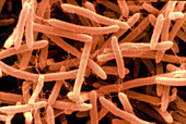 Aneurinibacillus migulanus (SEM)