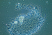 Lactobacillus sp. Bacteria,LM