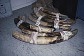 Confiscated Elephant Tusks,NYC,USA