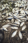 Dead Fish Due to Pollution