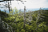 Trees Damaged by Acid Rain