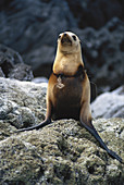 California Sea Lion Tangled in Fishnet