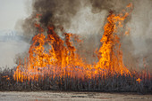 Controlled Marsh Fire