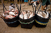Amazon Fishery