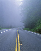 The Redwood Highway