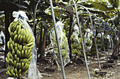 Banana Bunches,Costa Rica