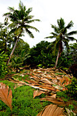 Palm Leaves Drying
