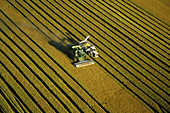 Rice Harvesting