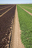 Lettuce Growing in the Imperial Valley