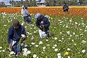 Workers Harvesting Ranunculus Flowers