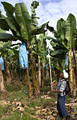 Banana Plantation,Costa Rica
