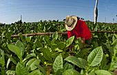 Farmers Harvesting Tobacco,Cuba