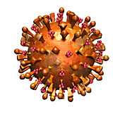 H5N1 Virus