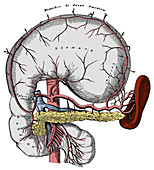 Abdominal Anatomy