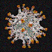 Mosaic of Poliovirus
