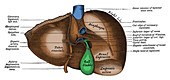 Undersurface of Liver