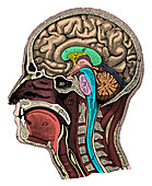 Head and Brain Anatomy
