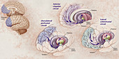 Prefrontal cortex circuits