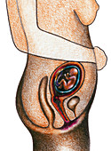 Fetal Development - Month 4