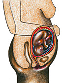 Fetal Development - Month 6