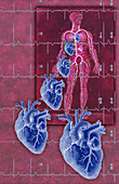 Illustration of The Circulatory System