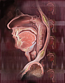 Swallowing,pharyngeal & esophageal phase