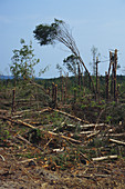 Trees damaged From Tornado