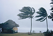 Typhoon in Tahiti