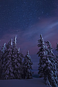Snow-covered Forest and Starry Sky