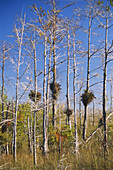 Cypresses and Air Plants,Everglades