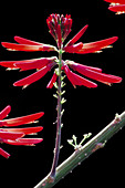 Coral bean flower