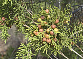Pinchot juniper fruit