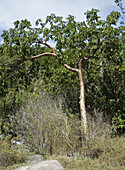 Gumbo limbo tree
