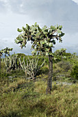Opuntia rubescens cactus