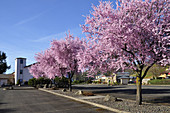 Flowering Plum Trees