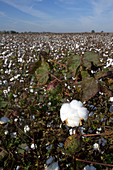 Cotton Field Ready for Harvest