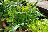 Salad leaf plants