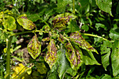 Potato plant magnesium deficiency