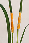 Orange yellow choke on grass leaf nodes