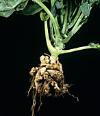 Clubroot on cabbage plant