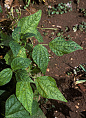 Bean yellow mosaic virus