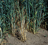 Take-all diseased wheat plants