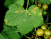 Gooseberry cluster cup