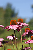 Purple Coneflower