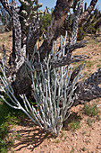 Slipper Plant,Baja