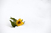 Balsamroot in snow